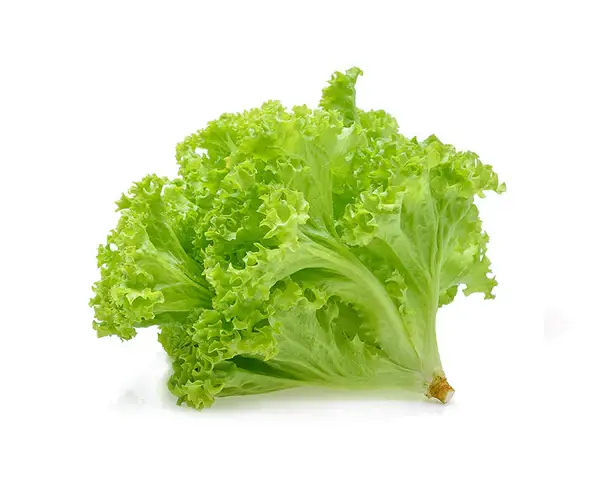 Green Coral Lettuce 0.5 kg