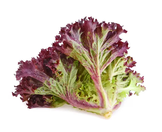 Red Coral Lettuce 0.5 kg