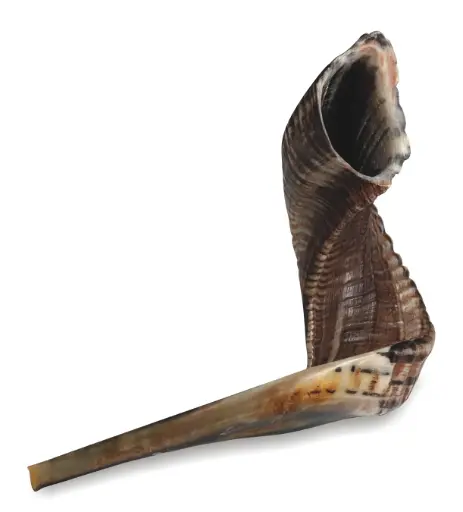 [JDC-0213] Shofar 35-40 cm Art Judaice 1 unit